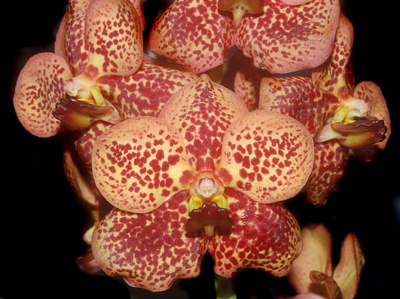 vanda_bitzs heartthrob x ascda. guo chia long