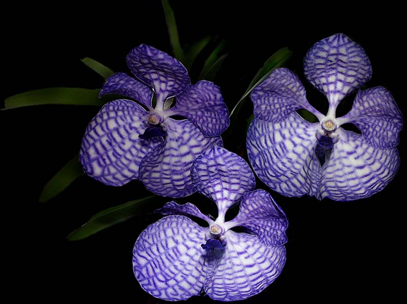 vanda_coerulea_cd