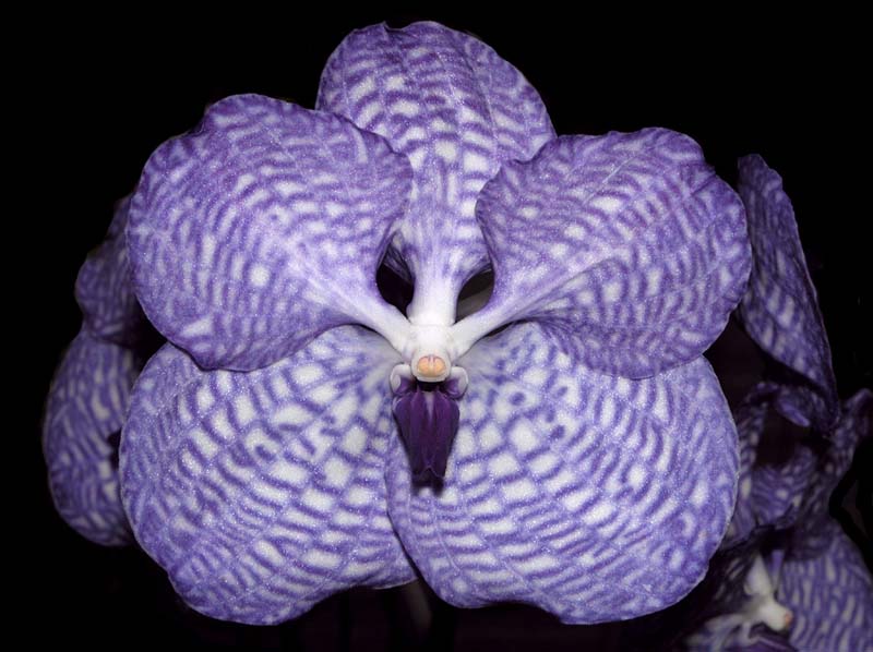 vanda_coerulea_ws_cd