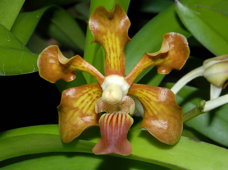 vanda_concolor2_ws_cd