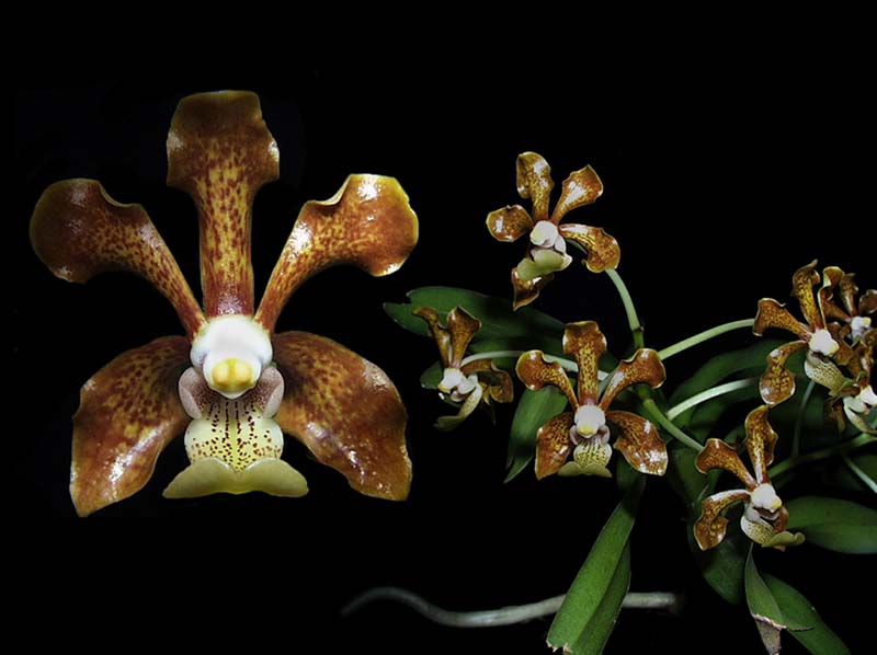 vanda_concolor_cd