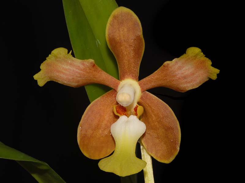 vanda_fuscoviridis_ws_cd