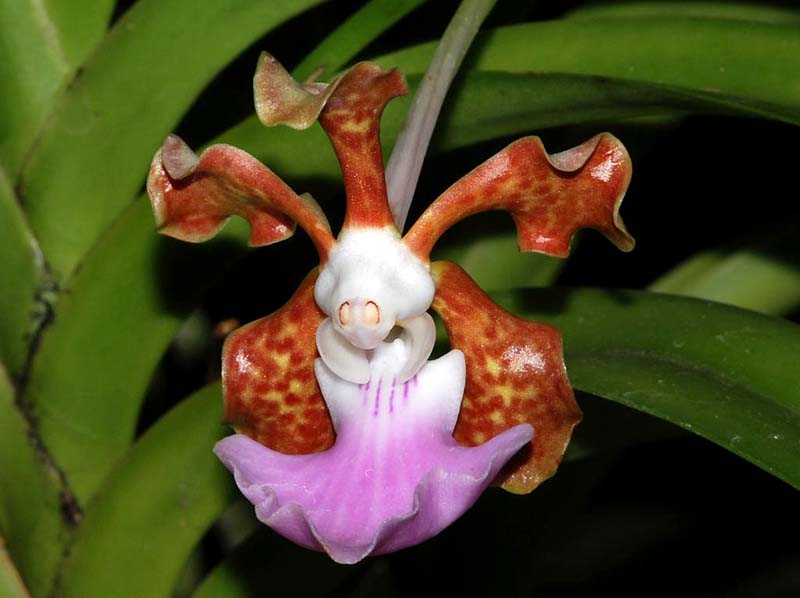 vanda_insignis_ip_cd