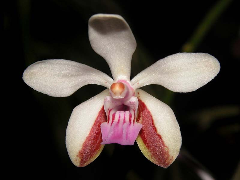 vanda_lamellata_boxallii_cd