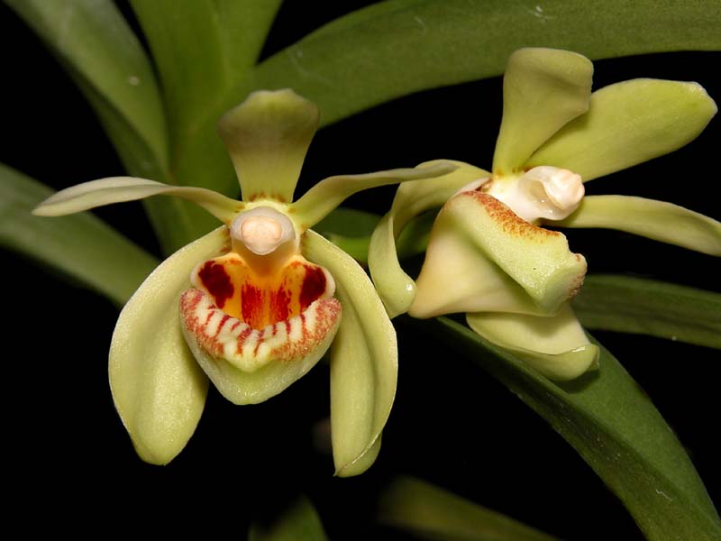 vanda_pumila3_cd