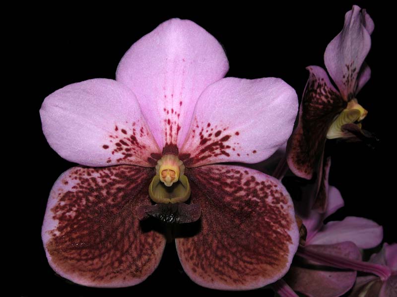 vanda_sanderiana2_cd