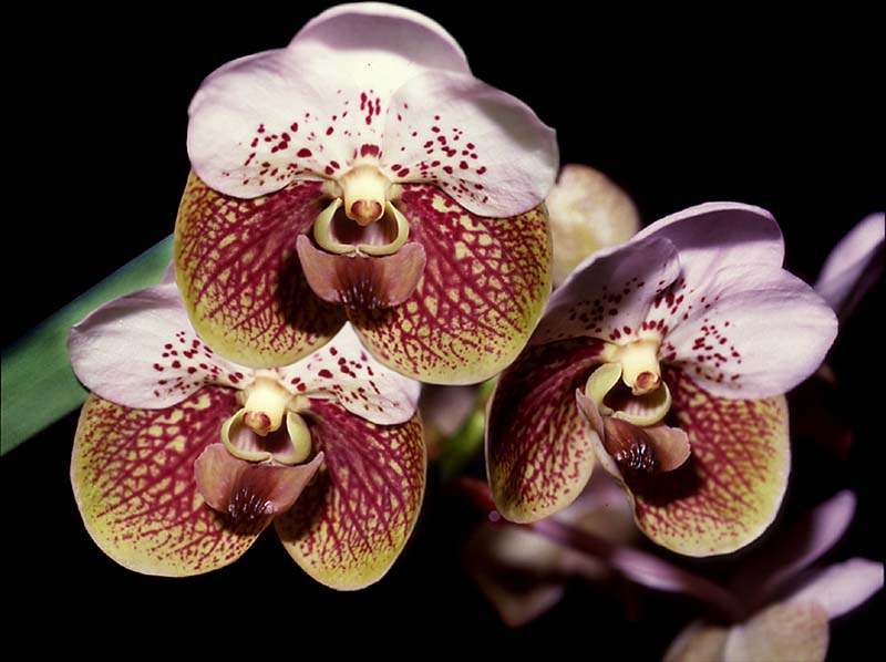 vanda_sanderiana_cd