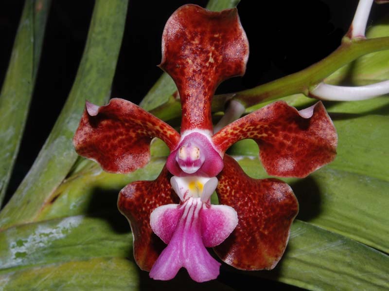 vanda_spec_sumatra2_ws_cd