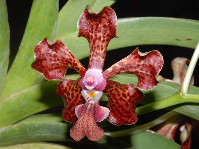 vanda_sumatrana_ws_cd