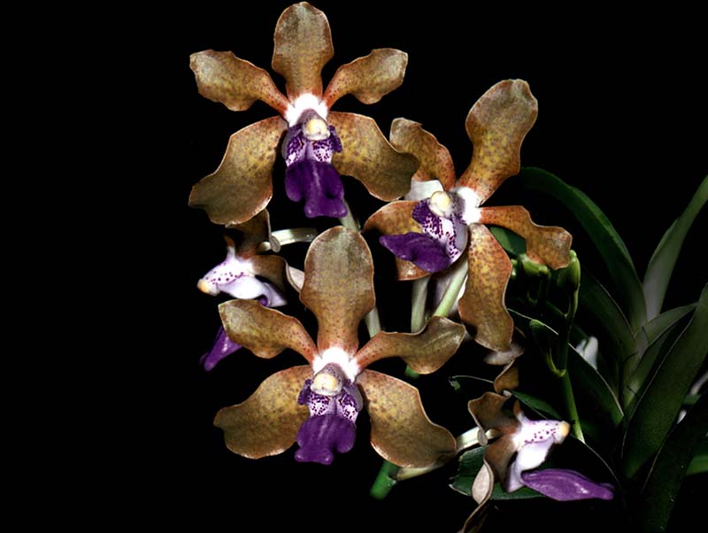 vanda_tessellata_cd