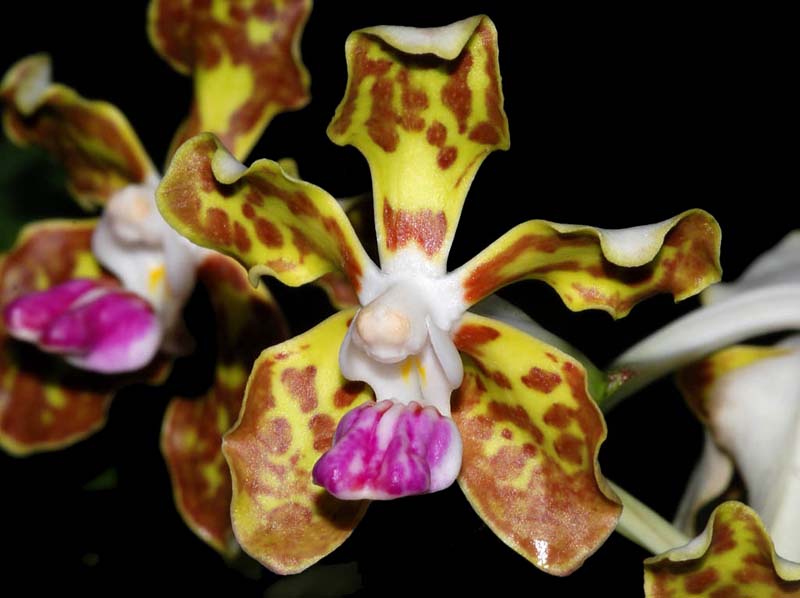 vanda_tessellata_ip_cd