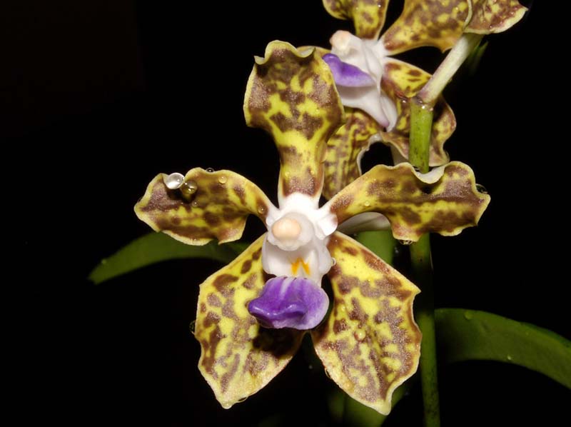 vanda_tessellata_ws_cd