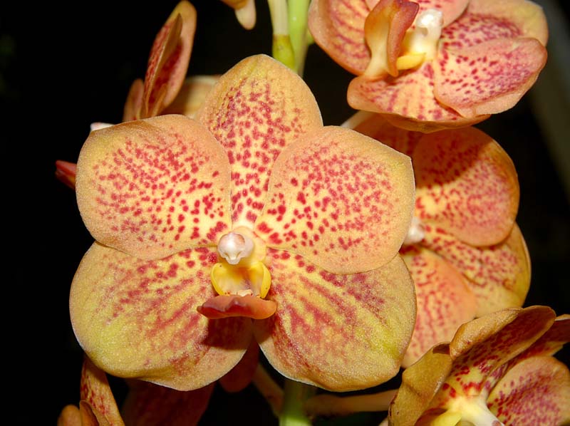 vanda_udomchai x guo chia long_ws_cd