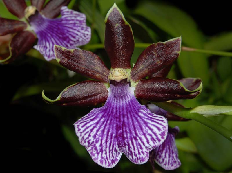 zygopetalum_arthur_elle_cd