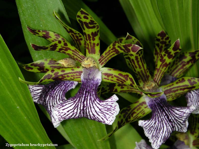 zygopetalum_brachypetalum_ip