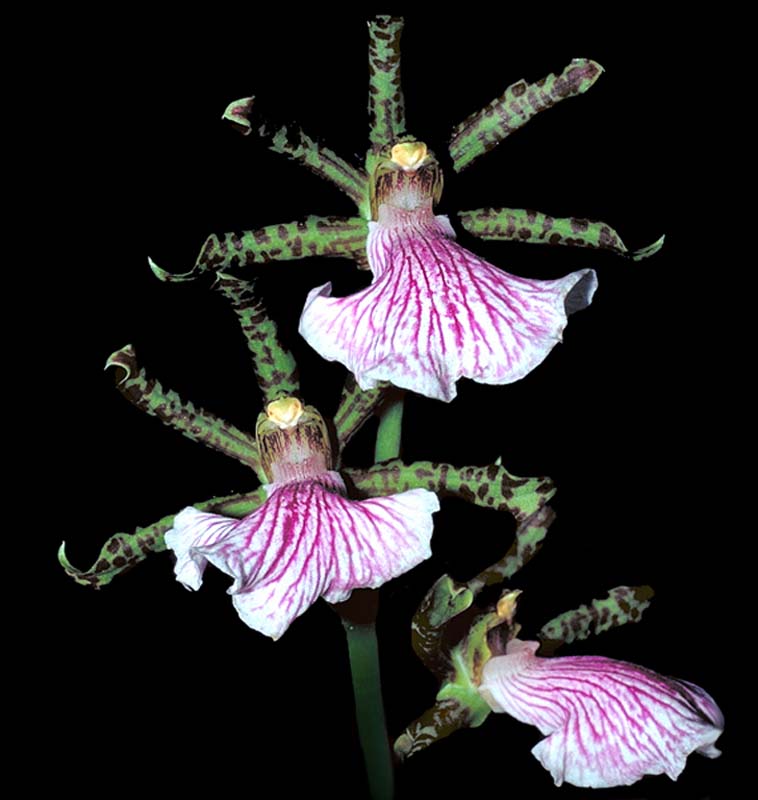 zygopetalum_crinitum_cd