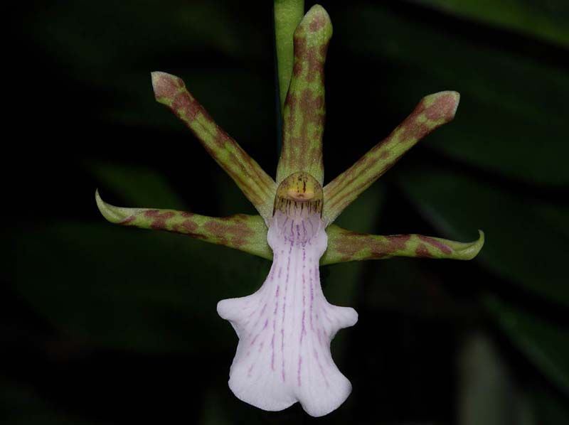 zygopetalum_reginae_ip