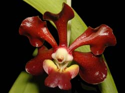 Vanda_merrillii_rotorii_WS_cd