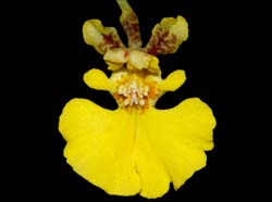 tolumnia_urophylla_ws_cd