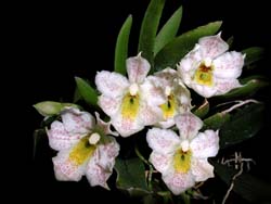 trichocentrum_pulchrum_cd