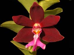 trichoglottis_brachiata2_cd