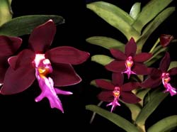 trichoglottis_brachiata_cd