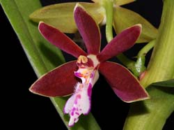 trichoglottis_brachiata_ip_cd