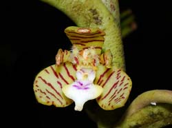 trichoglottis_geminata_MG_cd