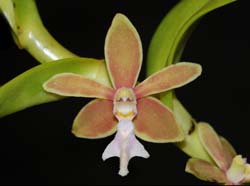 trichoglottis_philippinense_ws_cd