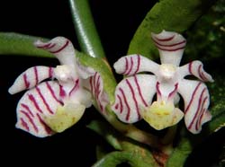 trichoglottis_pusillum3_cd