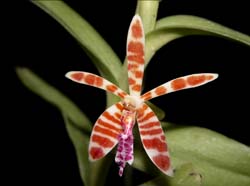 trichoglottis_smithii_ws_cd