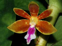 trichoglottis_tomentosa_ip_cd