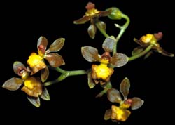 trigonochilum_diodon_cd