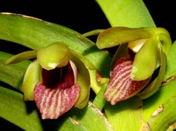 vanda_alpina_ws_cd