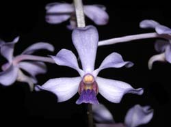 vanda_coerulescens2_cd