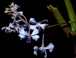 vanda_coerulescens_cd