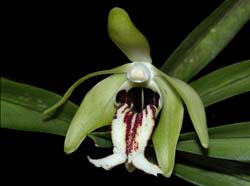 vanda_cristata_ws_cd