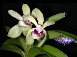 vanda_pumila2_cd