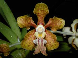 vanda_stangeana_ws_cd