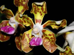 vanda_tessellata_ip_cd