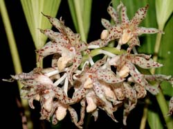 xylobium_leontoglossum_ip_cd