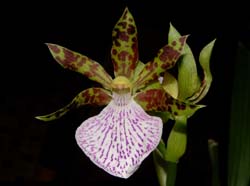 zygopetalum_mackayi_WS_cd