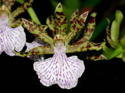 zygopetalum_mackayi_ip